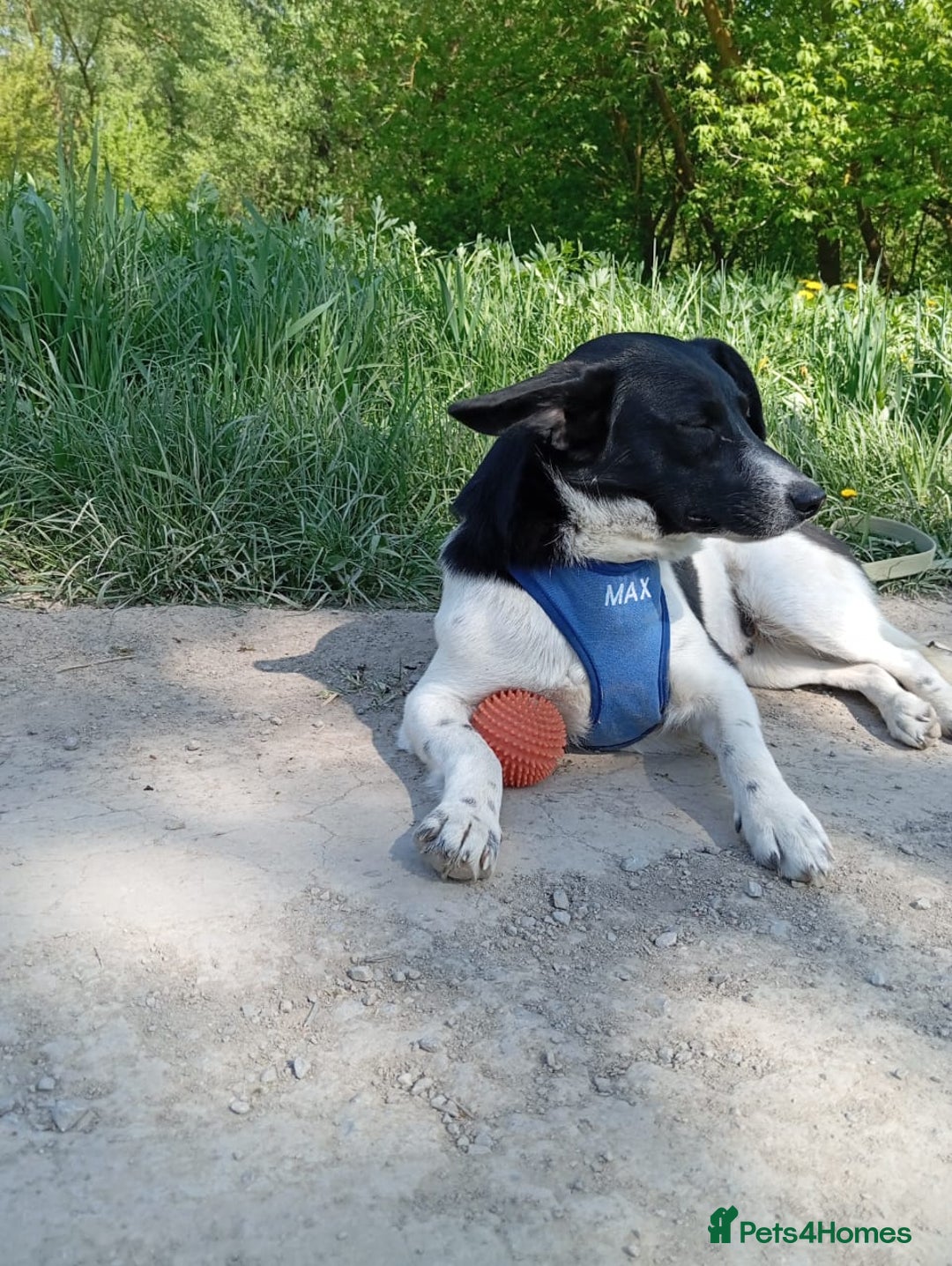 Mixed Breed dogs for adoption: ❤️JAVY- gentle angel,loving soul waiting so long❤️ - Image 3