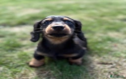 Miniature Dachshund dogs for sale: Black and Tan mini longhaired dachshund  - Image 3