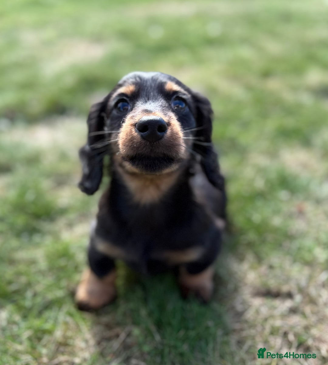 Miniature Dachshund dogs for sale: Black and Tan mini longhaired dachshund  - Image 3