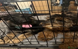 German Shepherd dogs for sale: Kenobi - 6 month old Male German Shepherd - Image 17
