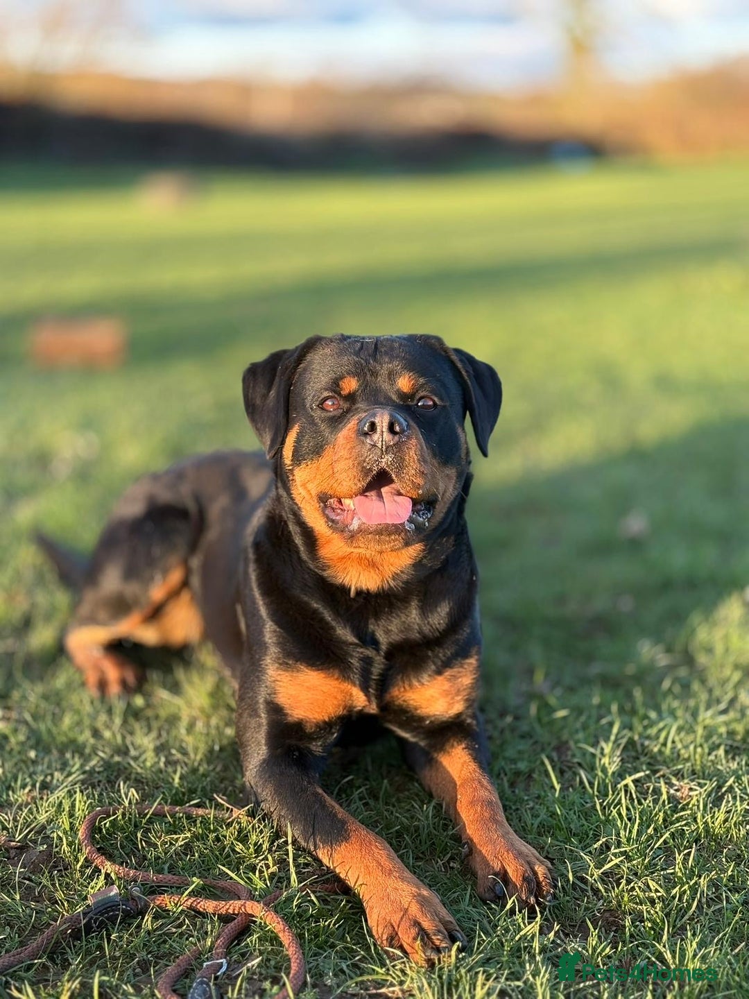Rottweiler dogs for sale: Trained 20 month female champ pedigree Rottweiler  - Advert 5