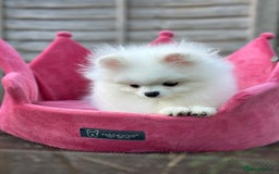 Pomeranian dogs for sale: White and Orange Pomeranian Boys - Image 21