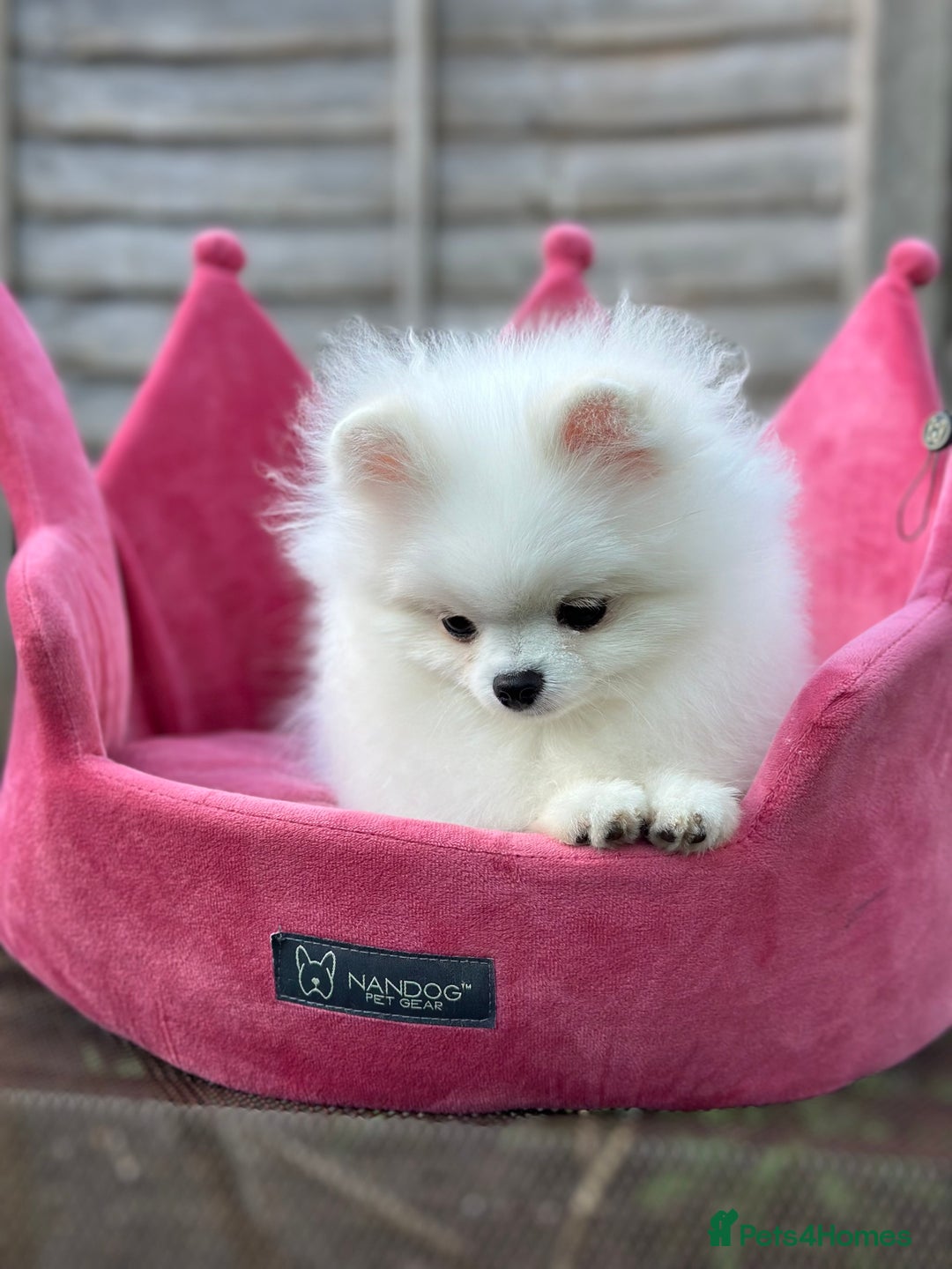Pomeranian dogs for sale: White and Orange Pomeranian Boys - Image 21