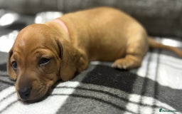 Miniature Dachshund dogs for sale: Beautiful KC Reg Miniature Dachshund Puppies - Image 17