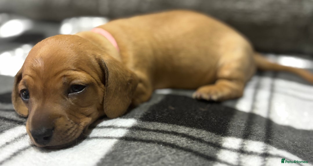 Miniature Dachshund dogs for sale: Beautiful KC Reg Miniature Dachshund Puppies - Image 17