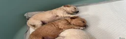 Mixed Breed dogs for sale: Daisypoo puppies  - Advert 6