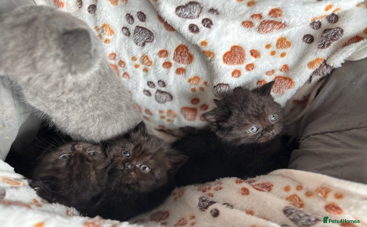 British Shorthair cats - Advert 12