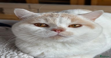 British Shorthair cats - Advert 11