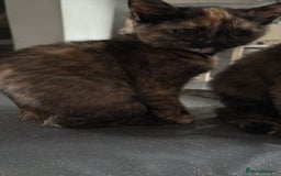 Mixed Breed cats for sale: Kitten  - Image 6