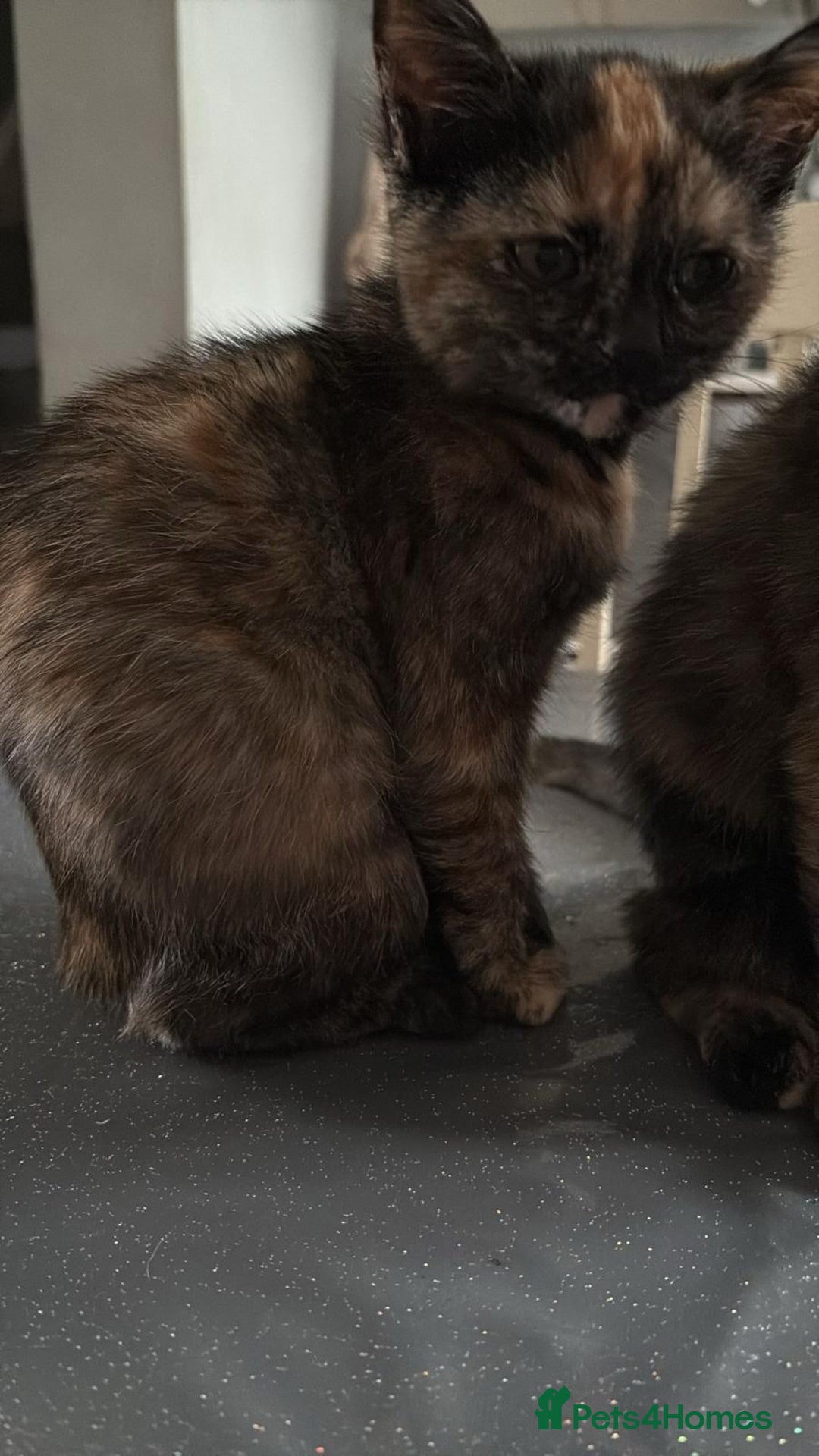 Mixed Breed cats for sale: Kitten  - Image 6