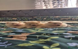 Pomeranian dogs for sale: pomeranian puppies ** size 🥰 - Image 1