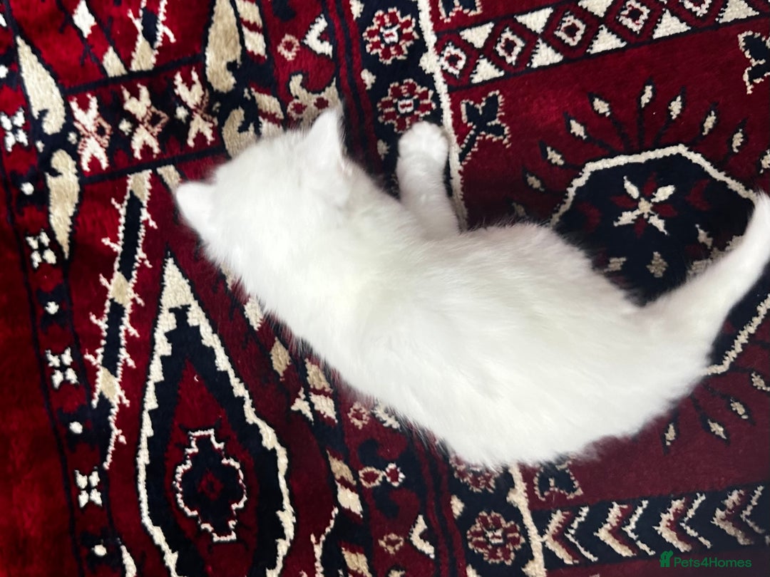 Siamese cats for sale: Siamese x russian blue kittens - Advert 12