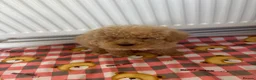Toy Poodle dogs for sale: minature poodle pups available  in Uckfield - Advert 11