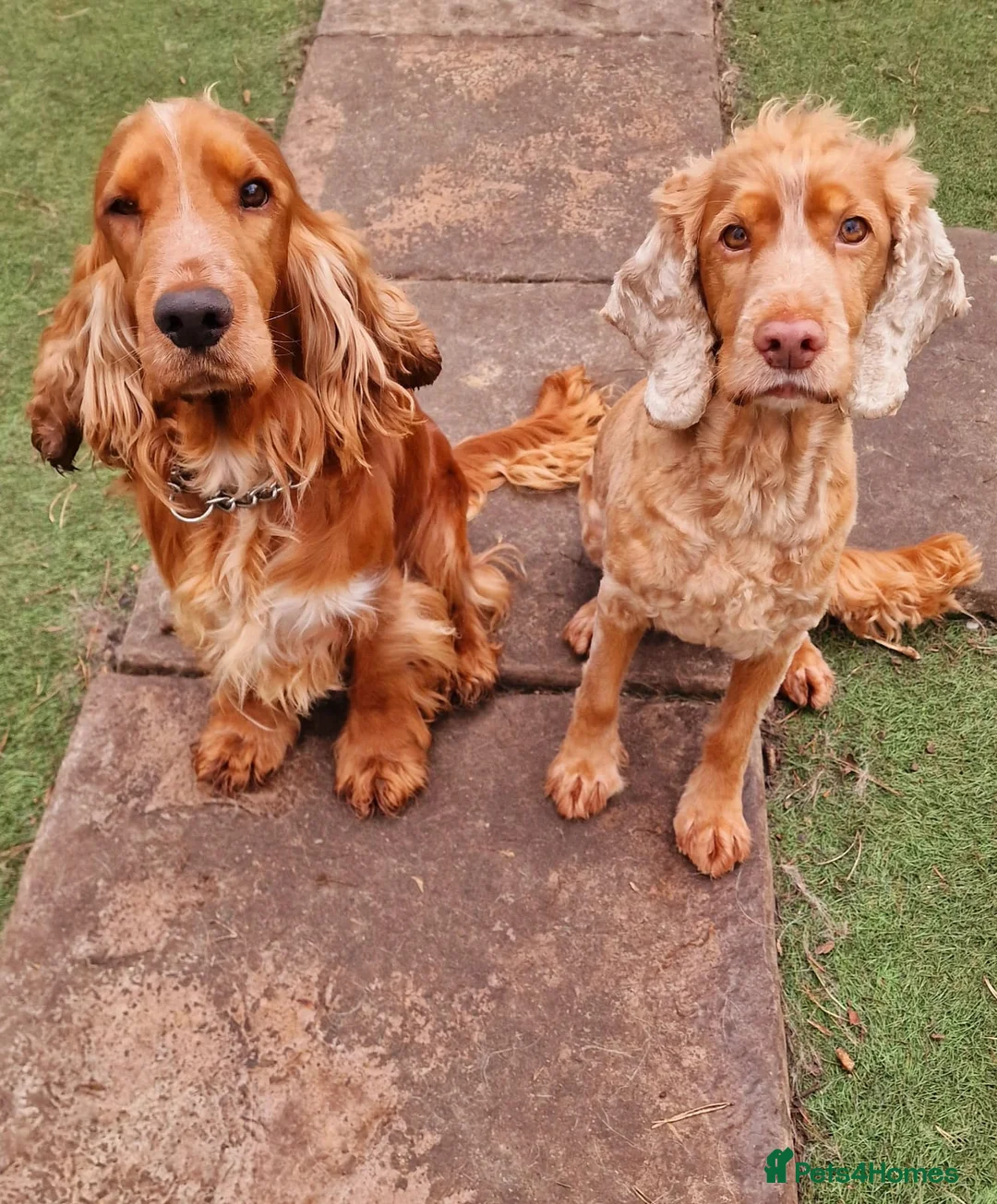 Cocker Spaniel dogs for stud: Stunning KC reg Show Cocker Spaniel for stud in Newport - Advert 11