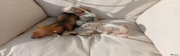 Dachshund dogs for sale: Dachshund puppies in Kettering - Advert 9