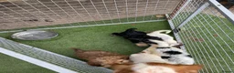 Cockapoo dogs for sale: F2 Cocker poo puppies  - Advert 10