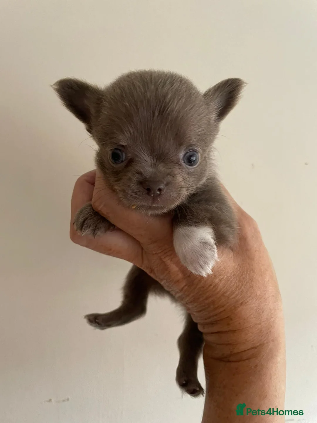 Chihuahua dogs for stud: kc lilac long haired chihuahua for Stud in South Shields - Advert 14