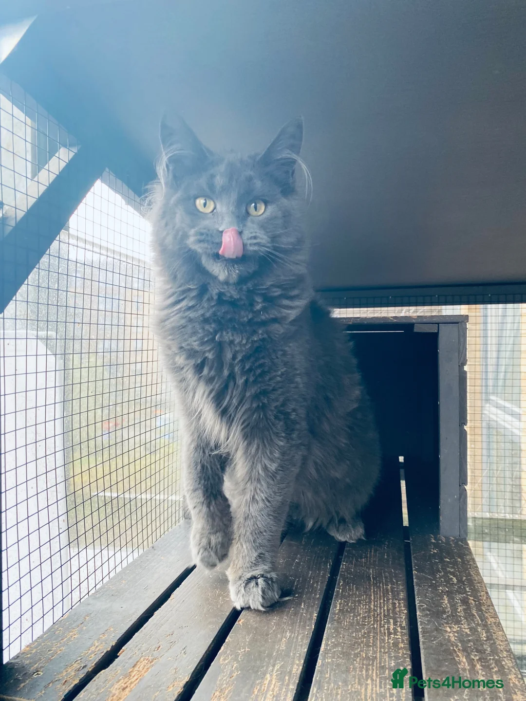 Maine Coon cats for sale: 🔥*FEMALE*AVAILABLE*🔥*💎*Blue Maine Coon*💎 - Advert 2