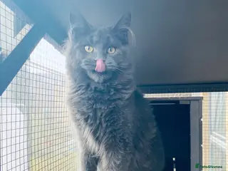 Maine Coon cats 🔥*FEMALE*AVAILABLE*🔥*💎*Blue Maine Coon*💎 - Advert 18