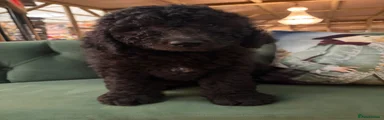 Bernedoodle 2