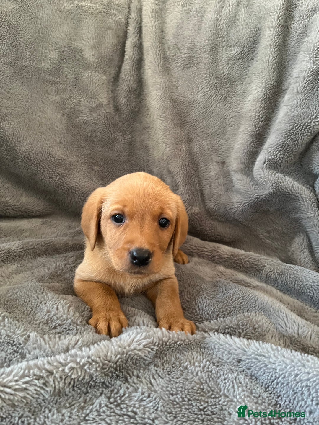 Labrador Retriever dogs for sale: READY NOW - KC Fox Red Labrador Puppies  - Image 10