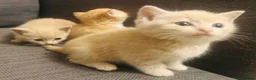 Domestic Shorthair cats for sale: 🐾 Gorgeous Kittens Ready for Their 4ever Homes 🐾 - Advert 6