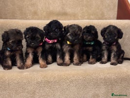 Cavapoo dogs F1A Cavapoos - Advert 1