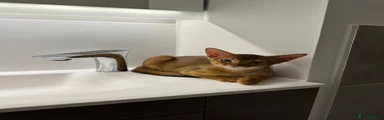 Abyssinian 3