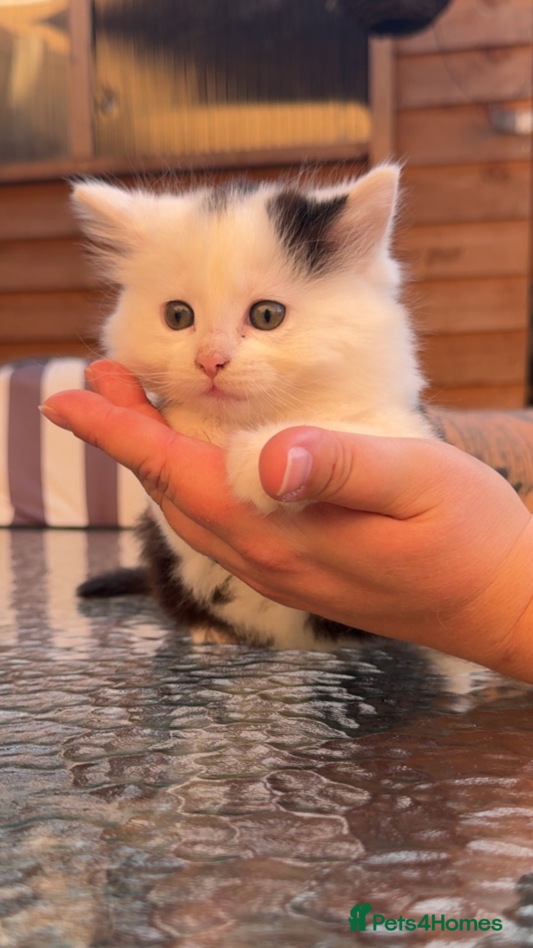 Mixed Breed cats for sale: GORGEOUS LONGHAIRED KITTENS FOR SALE!! - Image 5