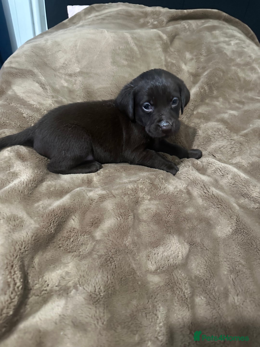 Labrador Retriever dogs for sale: Labrador puppies - Advert 2