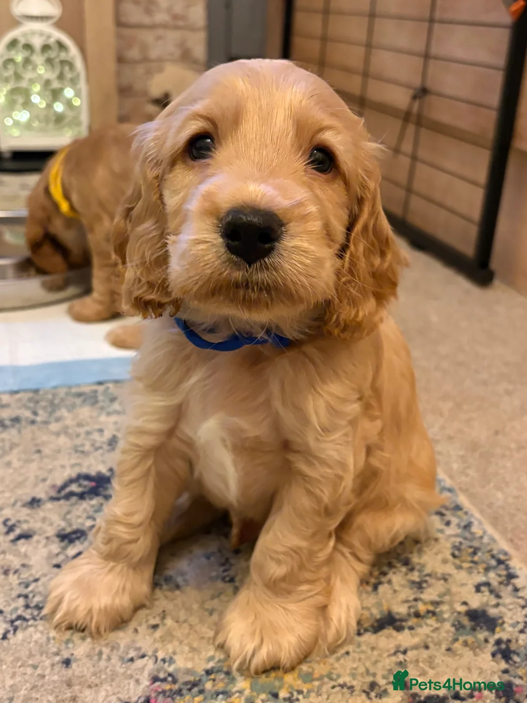 Cocker Spaniel dogs for sale: Cocker Spaniel puppies, 1 boy & 1 girl - Advert 5
