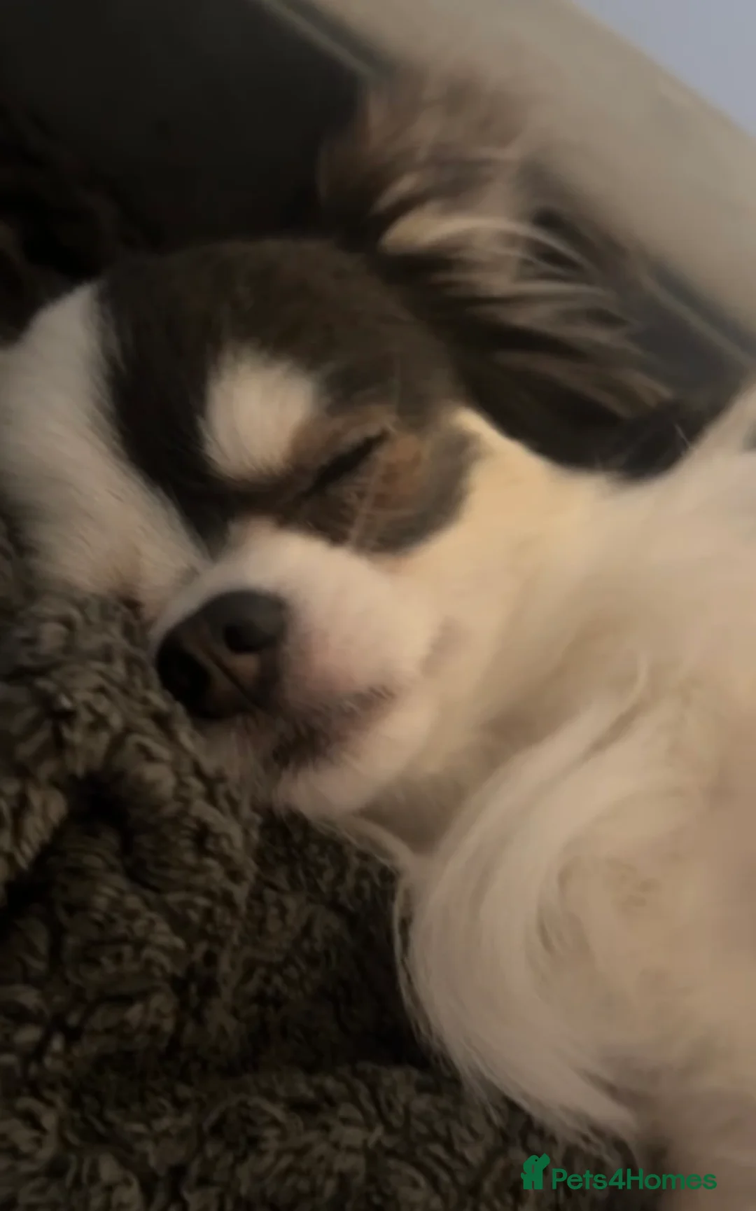 Chihuahua dogs for sale: Chihuahua babies ready week 20th march  - Advert 5