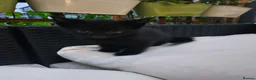 Mixed Breed cats for sale: Black/ Black& White Kittens - Advert 9