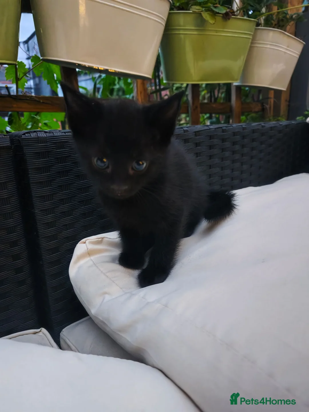 Mixed Breed cats for sale: Black/ Black& White Kittens - Advert 9