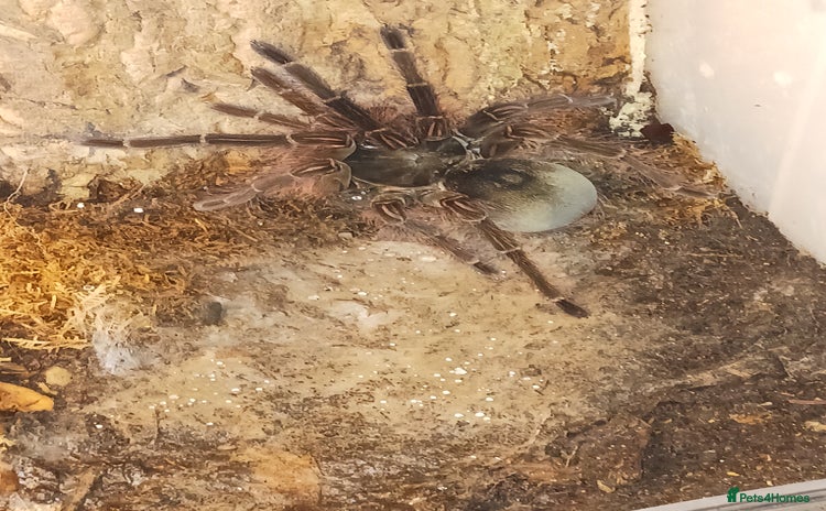 Tarantulas invertebrates T blondi adult female - Advert 1
