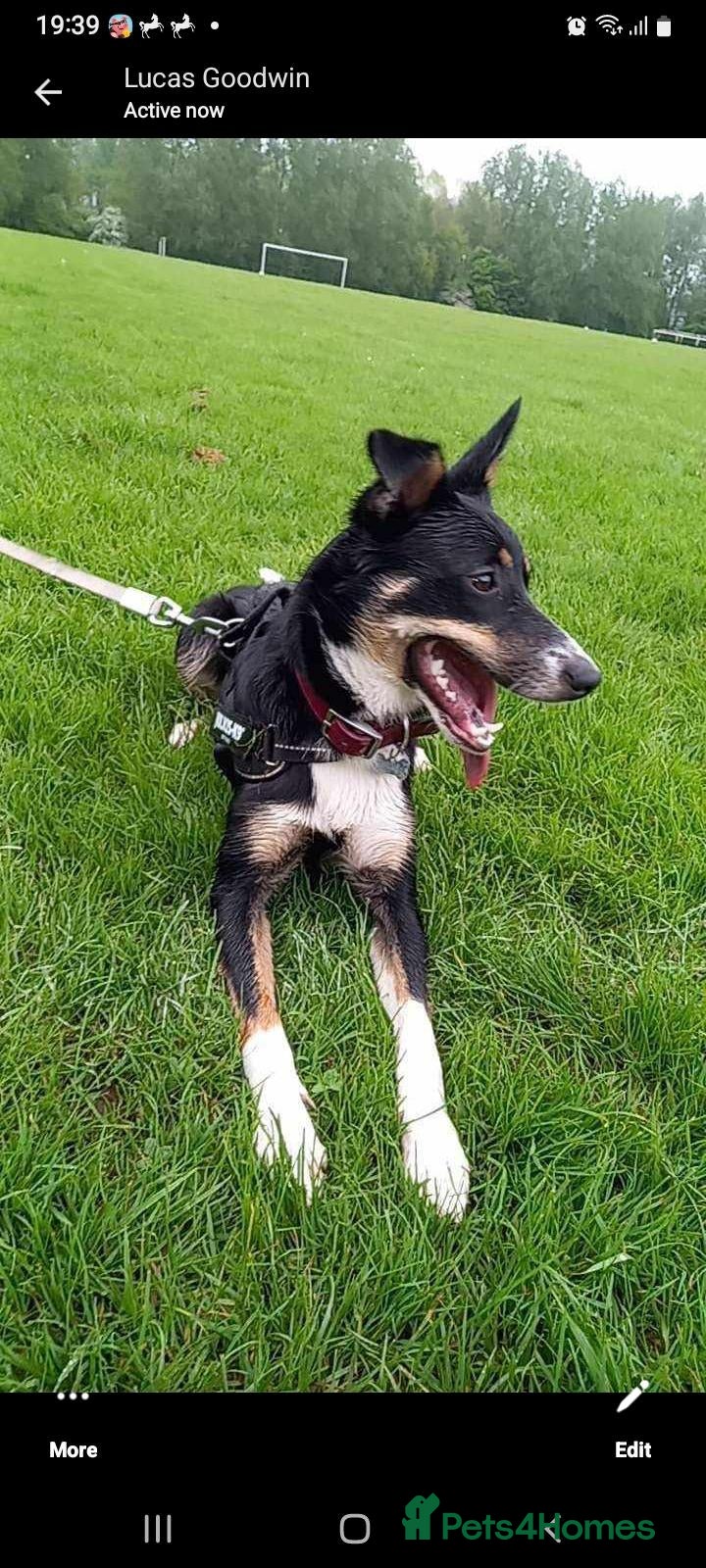 Mixed Breed dogs Collie cross lurcher for sale  - Advert 1