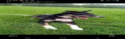 Mixed Breed dogs for sale: Collie cross lurcher for sale  in Telford - Advert 1