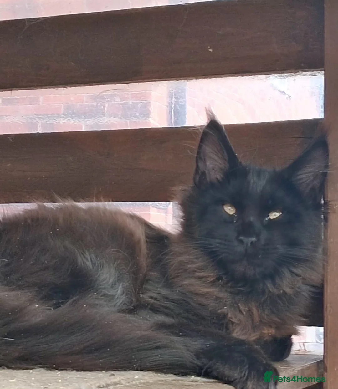 Maine Coon cats for sale: Maine coon XL pedigree active - Advert 1
