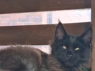 Maine Coon cats Maine coon XL pedigree active - Advert 4