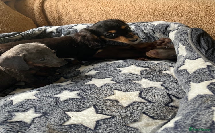 Dachshund dogs - Advert 2