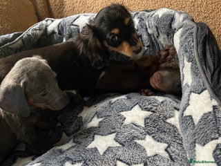 Dachshund dogs Beautiful dachshund puppies - Advert 12