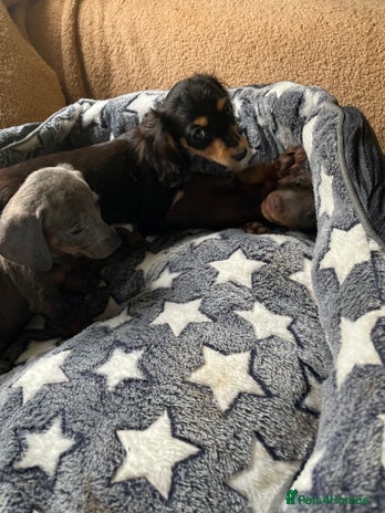 Dachshund dogs - Advert 5