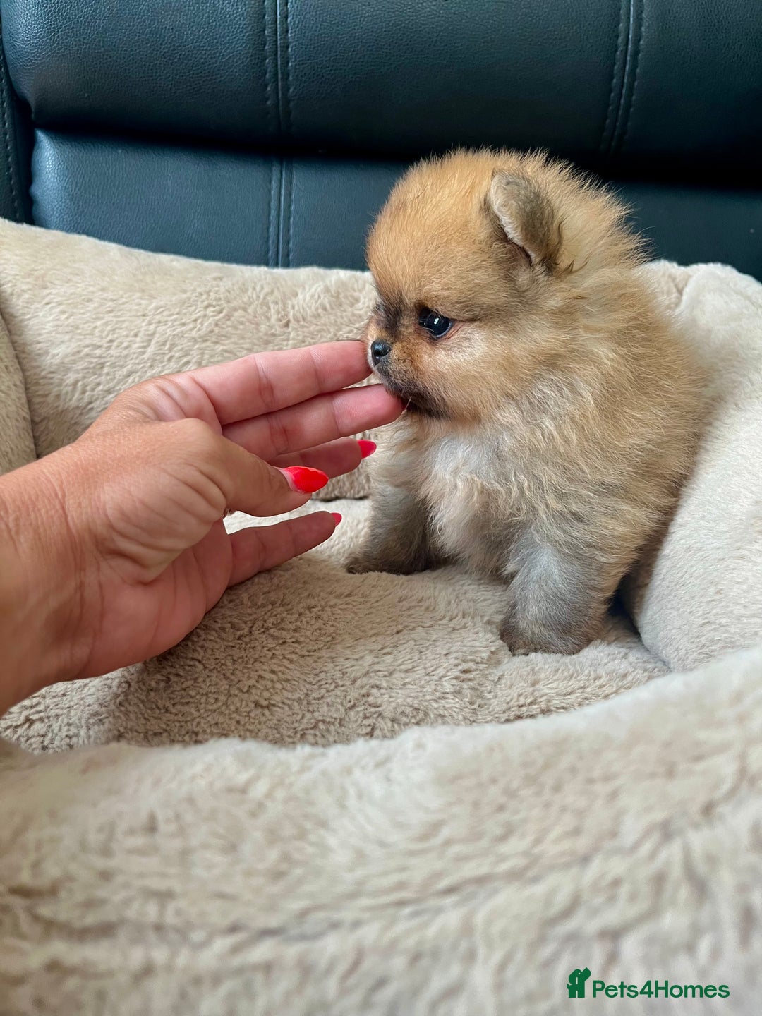 Pomeranian dogs for sale: 💎 Golden Colour Very Small Teddy Face 💎 - Image 8
