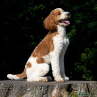 Goldendoodle dogs Red & White Parti Fully HealthTested Goldendoodle - Advert 1