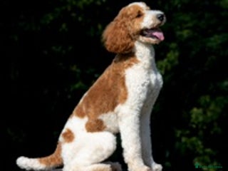 Goldendoodle dogs Red & White Parti Fully HealthTested Goldendoodle - Advert 1