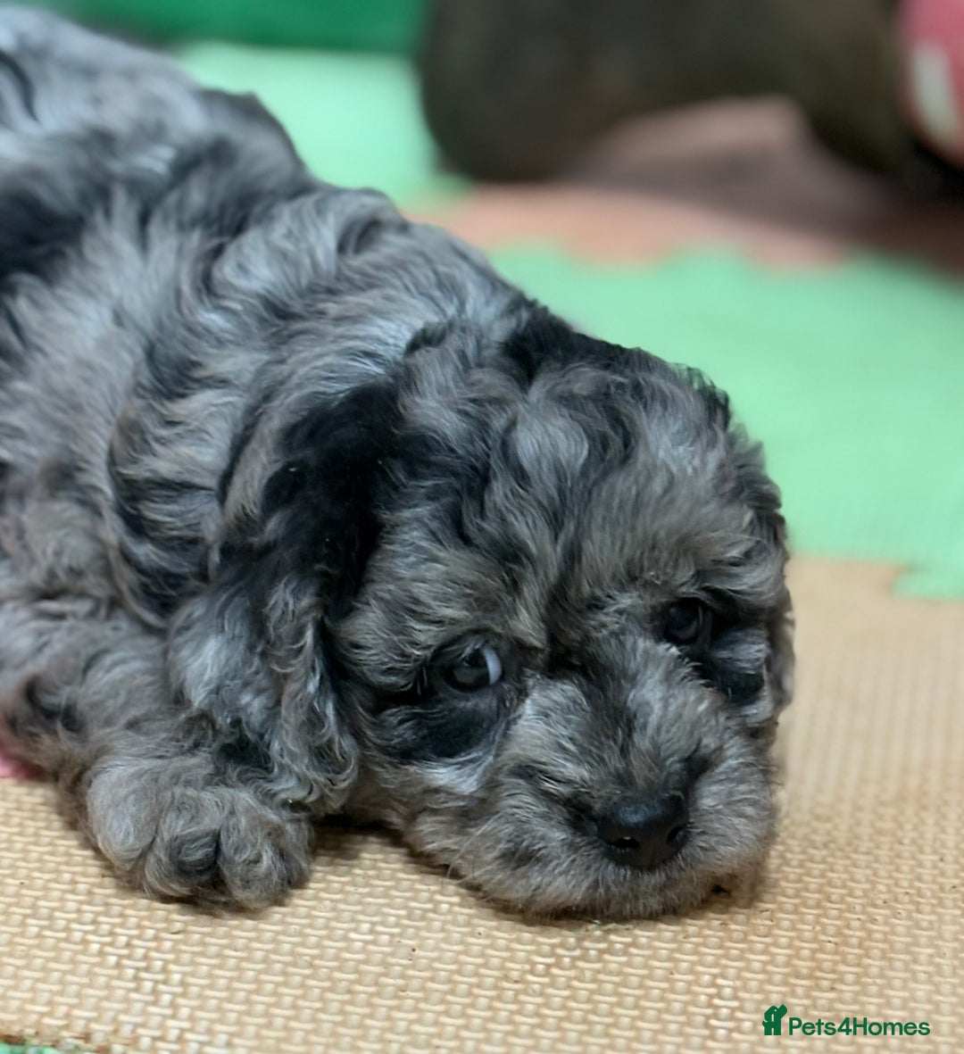 Cavapoo dogs for sale: Beautiful cavapoochon puppies  - Advert 4
