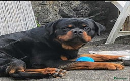 Rottweiler dogs for stud: Rottweiler for stud  - Image 1
