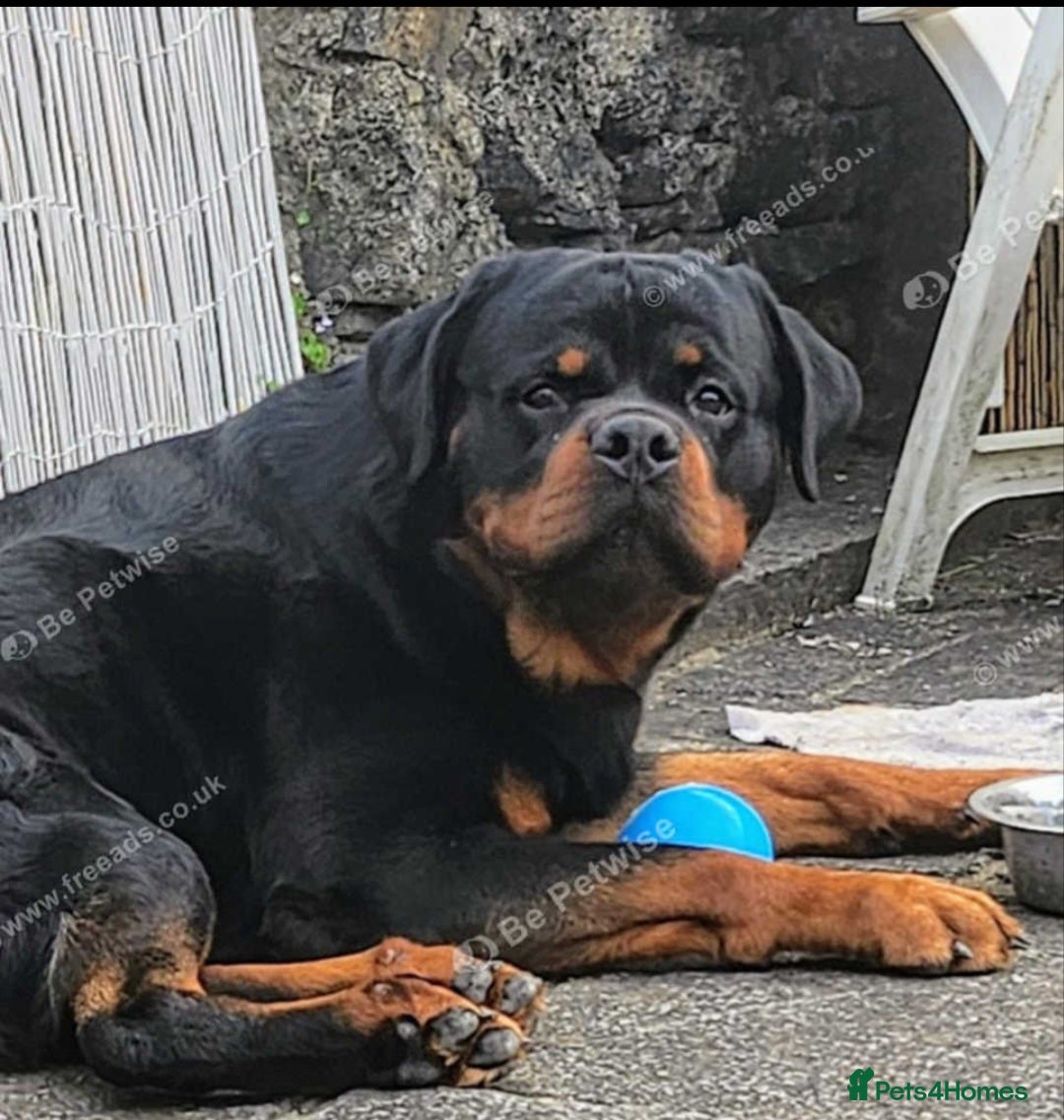 Rottweiler dogs for stud: Rottweiler for stud  - Image 1
