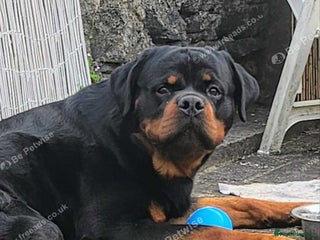 Rottweiler dogs - Advert 13