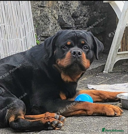 Rottweiler dogs - Advert 1